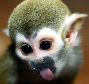 SQUIRREL MONKEY. This little trouble-makers can jump up to 8 feet among trees.