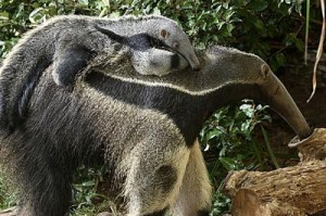 GIANT ANTEATER. Their very useful tongues can be up to 2 feet long and lick 160 times in 1 minute!