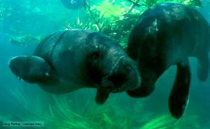 AMAZONIAN MANATEE.  The only plant-eating marine mammals. Also known as sea cows