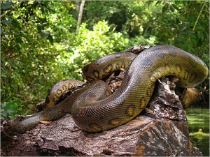 ANACONDA. Contrary to most beliefs the Anaconda is non-venomous. But it is still the largest snake on the planet!