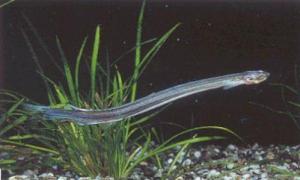 CANDIRU. These awful parasites lodge themselves up in your urinary tract. Yikes!