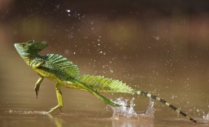 GREEN BASILISK. Also know as THE JESUS LIZARD because of it's ability to "walk" on water.