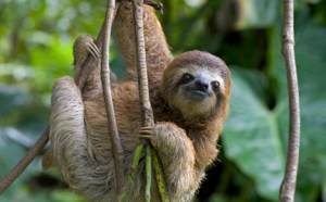 large-three-toed-sloth-photo