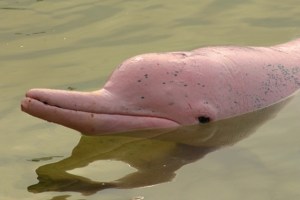 AMAZON RIVER DOLPHIN. Locals claim it is bad luck to kill a dolphin. (I wish others would agree!)