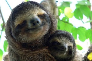 sloth