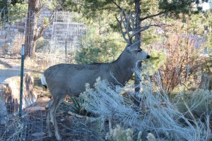 Grand Canyon wildlife