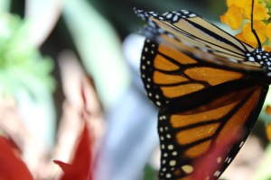 Monarch Butterfly Pavilion