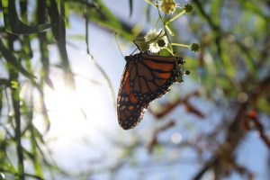 Monarch Butterfly Pavilion